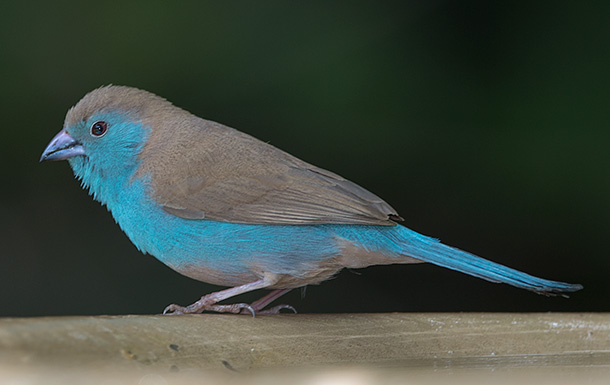 Blue Waxbill male